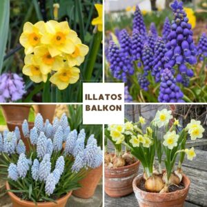 Virághagyma Összeállítás - Illatos Balkon