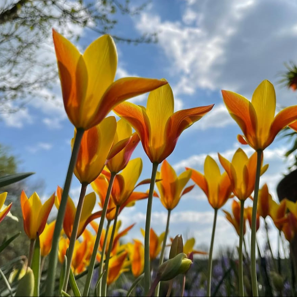 Tulipán ‘Clusiana Chrysantha’ / 10db - Image 4