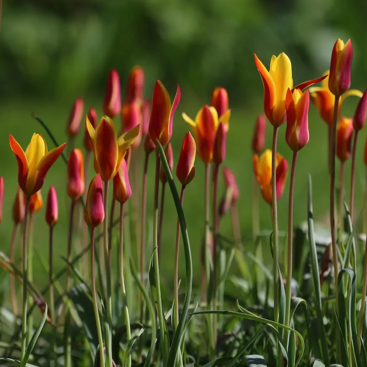 Tulipán ‘Clusiana Chrysantha’ / 10db - Image 3