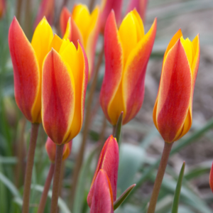 Tulipán ‘Clusiana Chrysantha’ / 10db