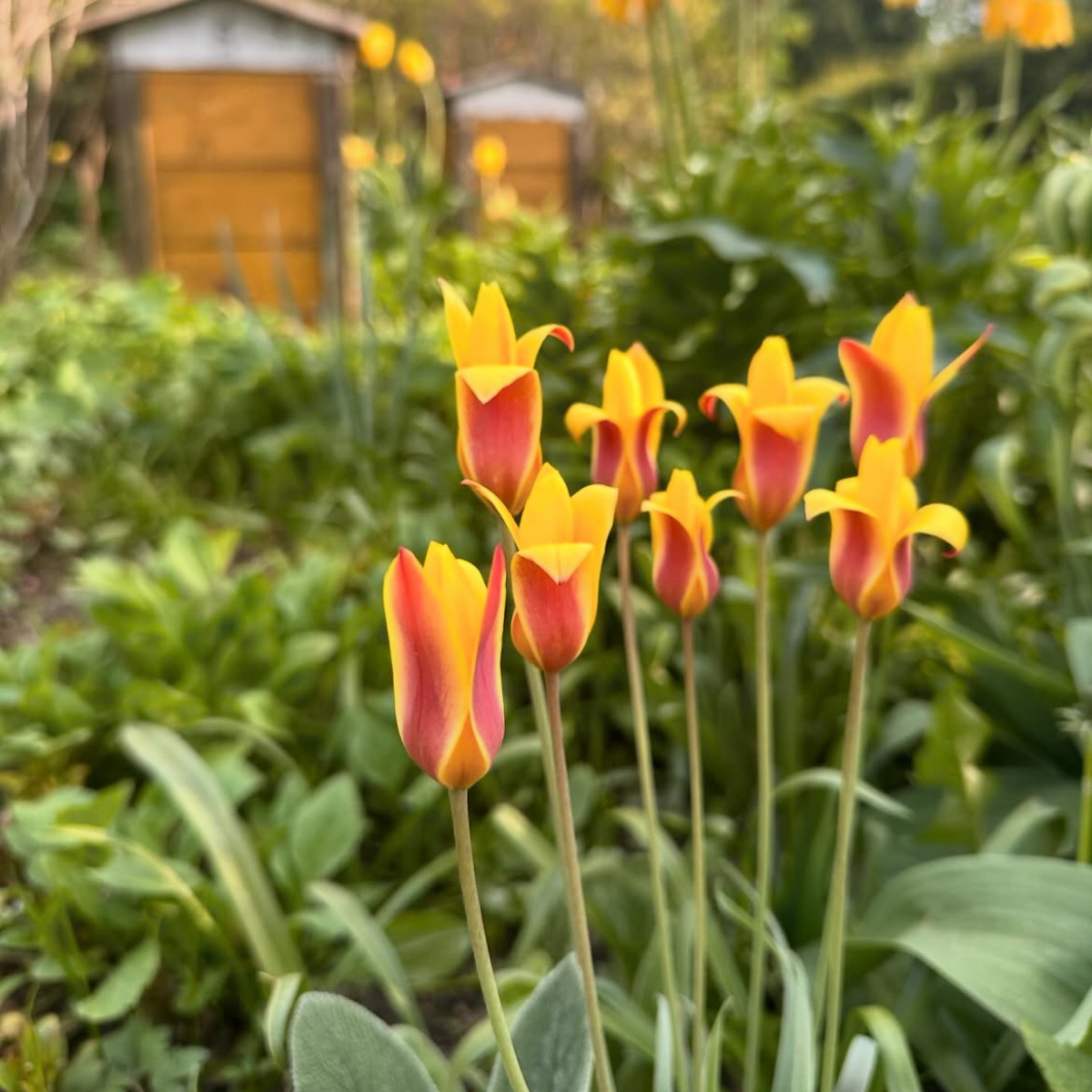 Tulipán ‘Clusiana Chrysantha’ / 10db - Image 2