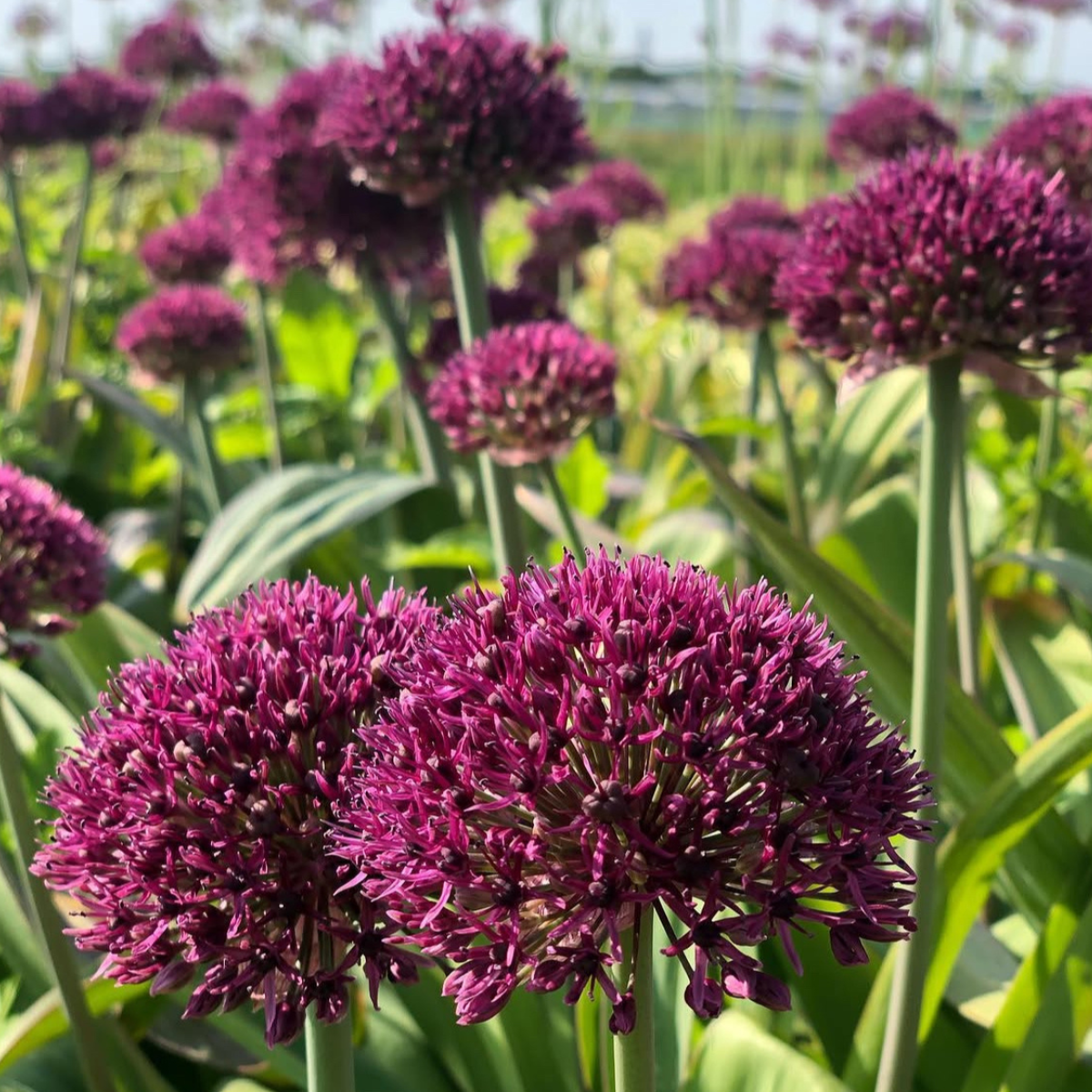 Díszhagyma - Allium 'Ostara' / 6db - Image 2