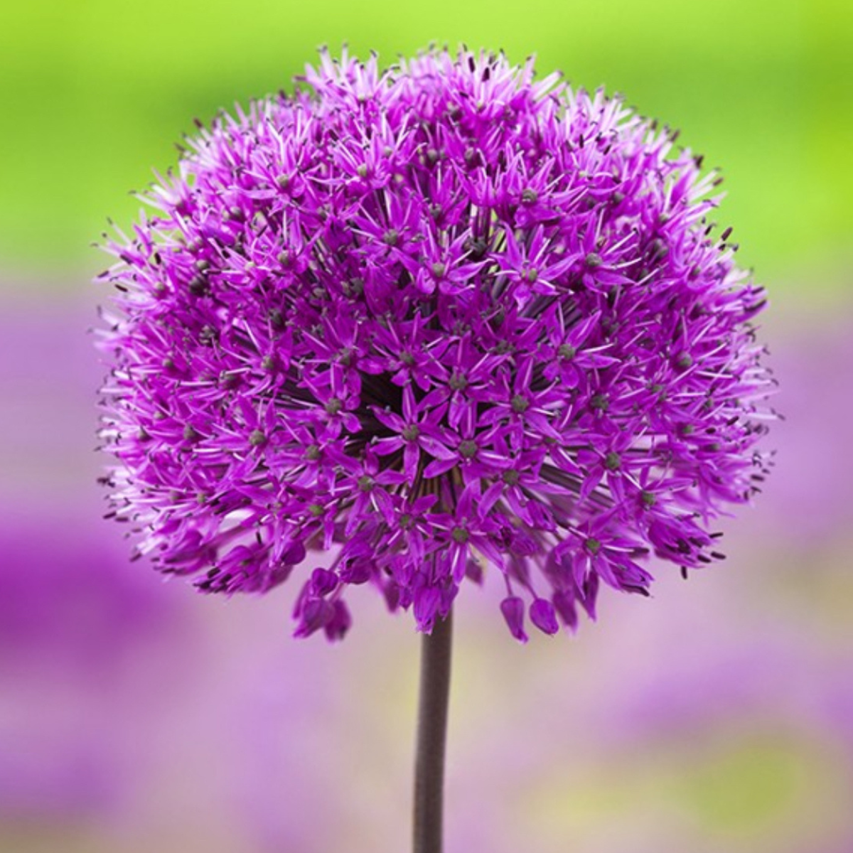 Díszhagyma - Allium 'Purple Sensation' / 6db - Image 2