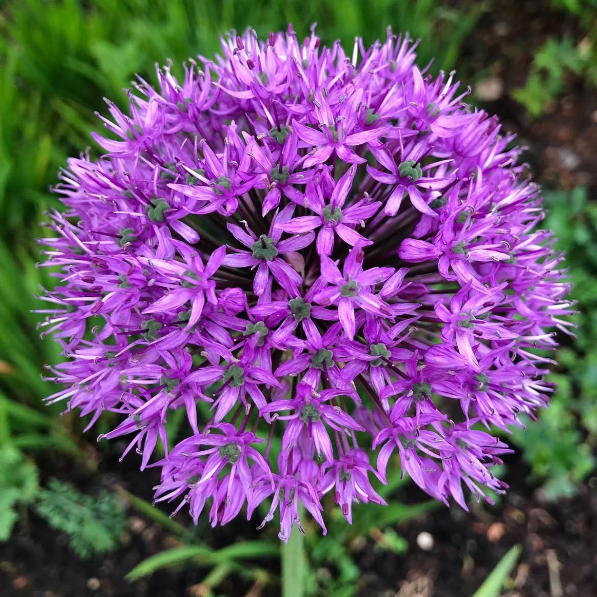 Díszhagyma - Allium 'Purple Sensation' / 6db - Image 3