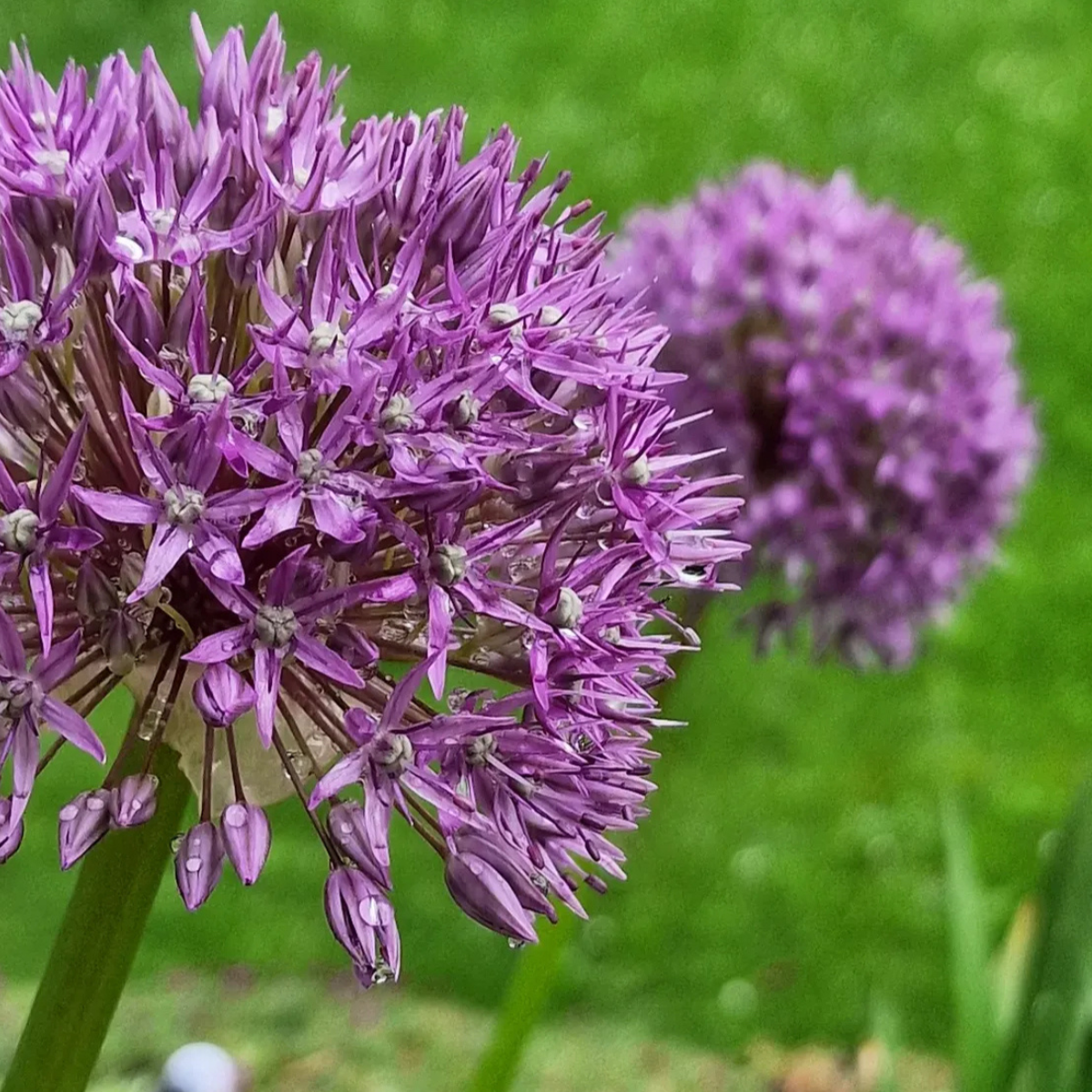 Díszhagyma - Allium 'Purple Sensation' / 6db - Image 4