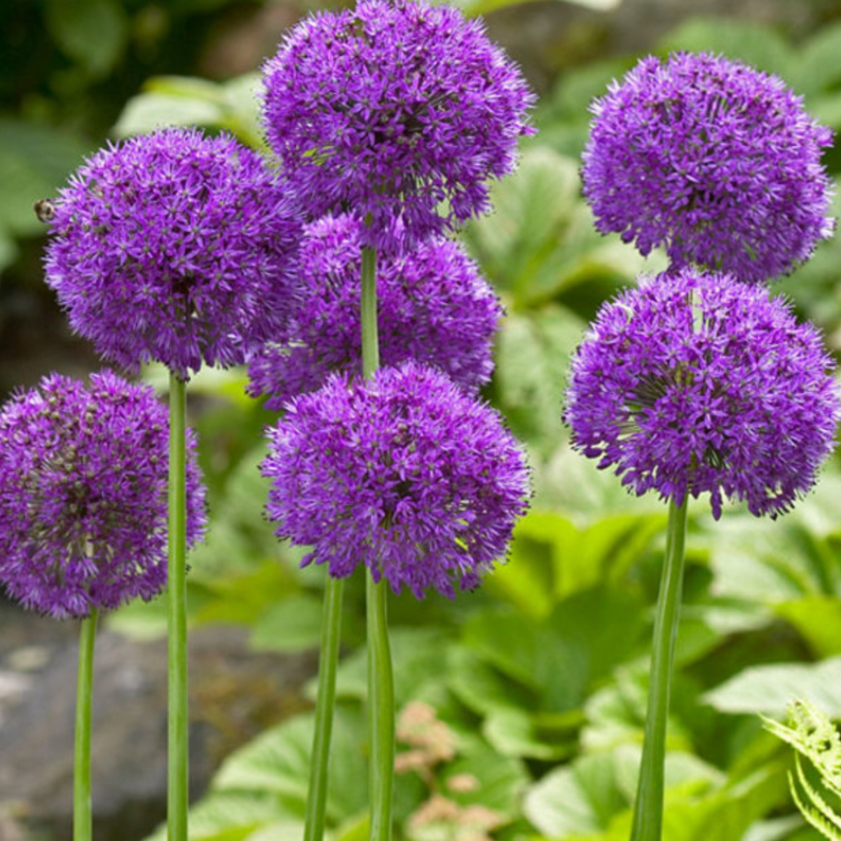 Díszhagyma - Allium 'Purple Sensation' / 6db