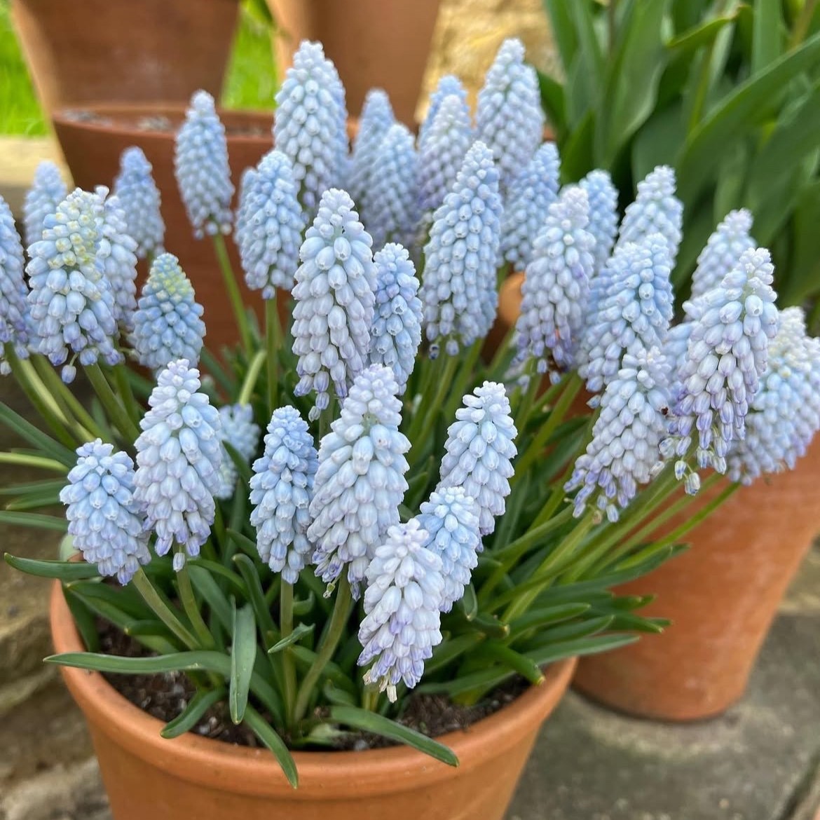 Gyöngyike - Muscari ‘Baby's Breath’ / 10db - Image 4