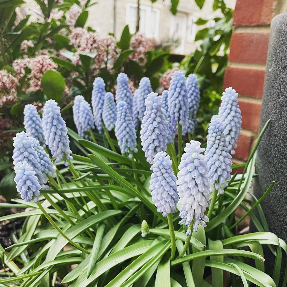 Gyöngyike - Muscari ‘Baby's Breath’ / 10db - Image 2