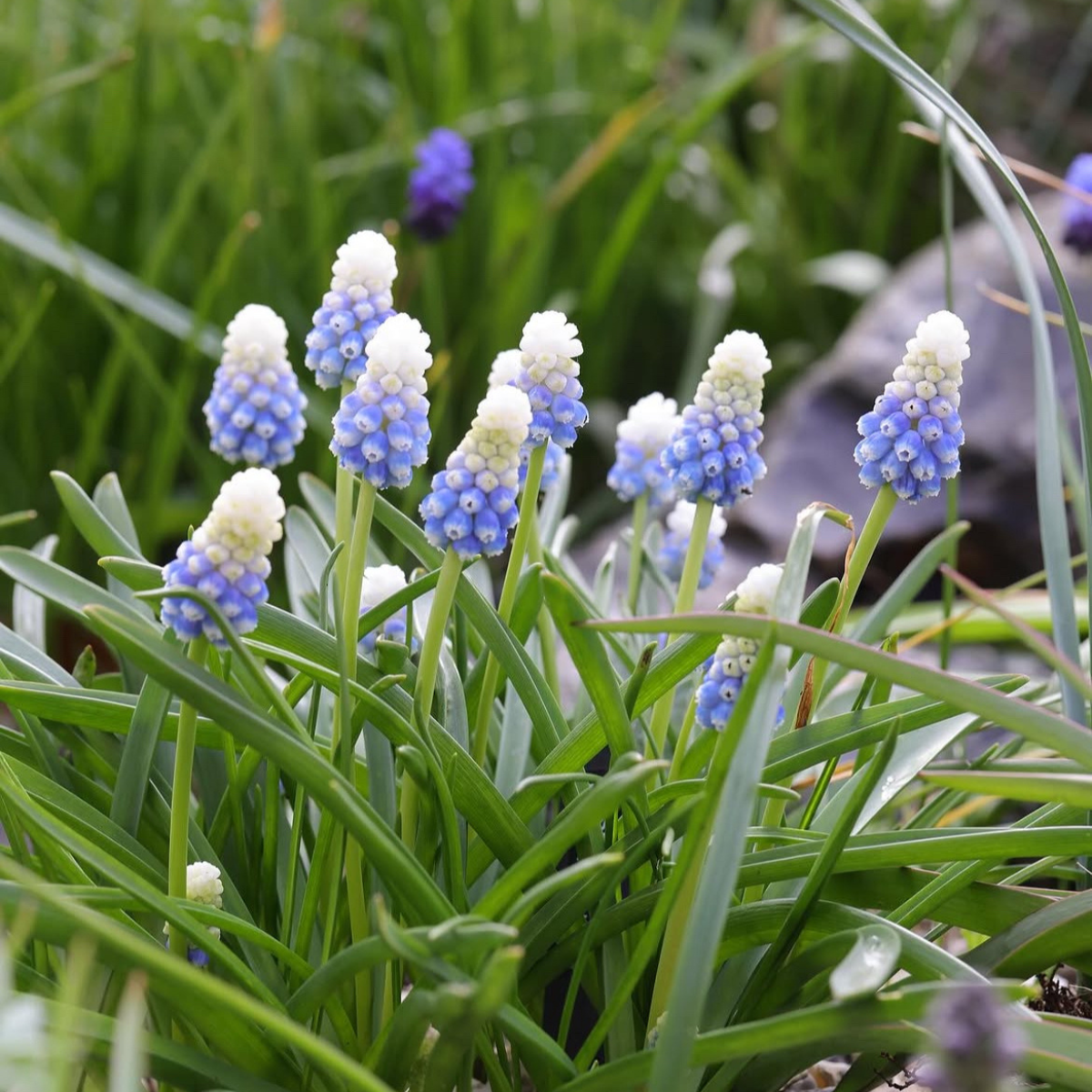Gyöngyike - Muscari ‘Mountain Lady’ / 10db - Image 4