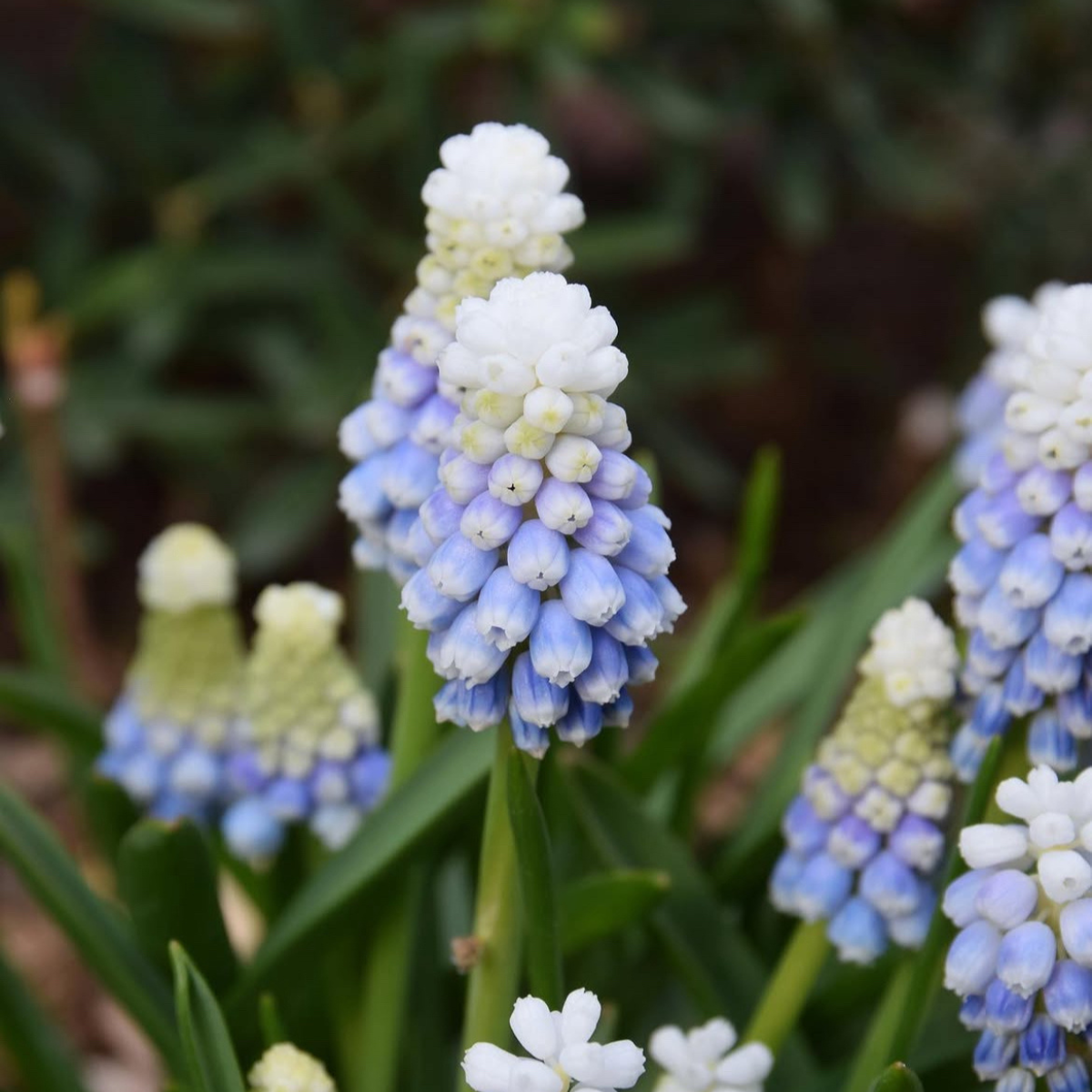 Gyöngyike - Muscari ‘Mountain Lady’ / 10db