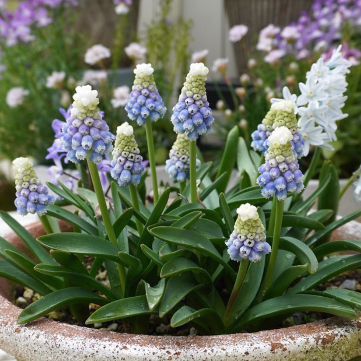 Gyöngyike - Muscari ‘Mountain Lady’ / 10db - Image 3