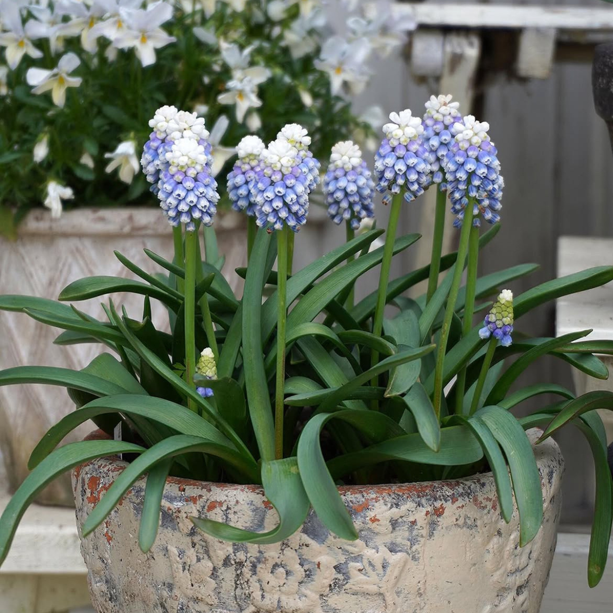 Gyöngyike - Muscari ‘Mountain Lady’ / 10db - Image 2