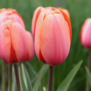 Tulipán ‘Apricot impression’ / 6db