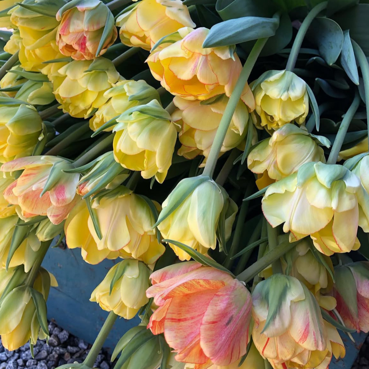 Tulipán ‘Akebono’ / 6db - Image 3
