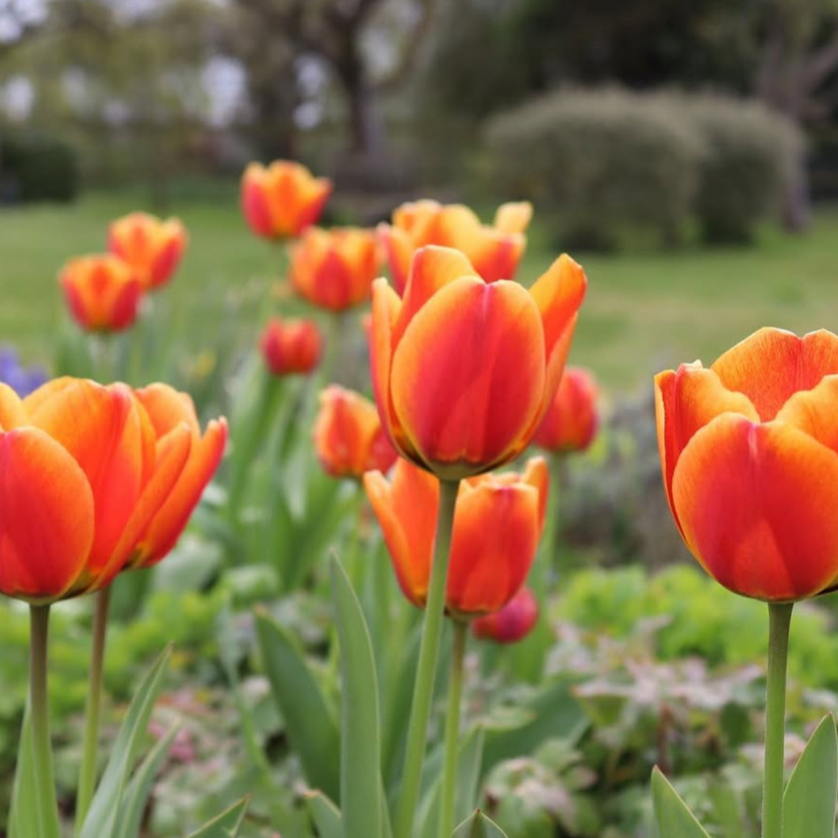Tulipán ‘Apeldoorn's elite’ / 6db - Image 3