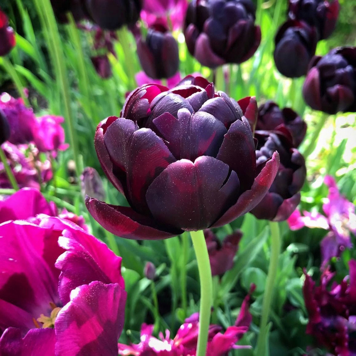Tulipán ‘Black Hero’ / 6db - Image 4
