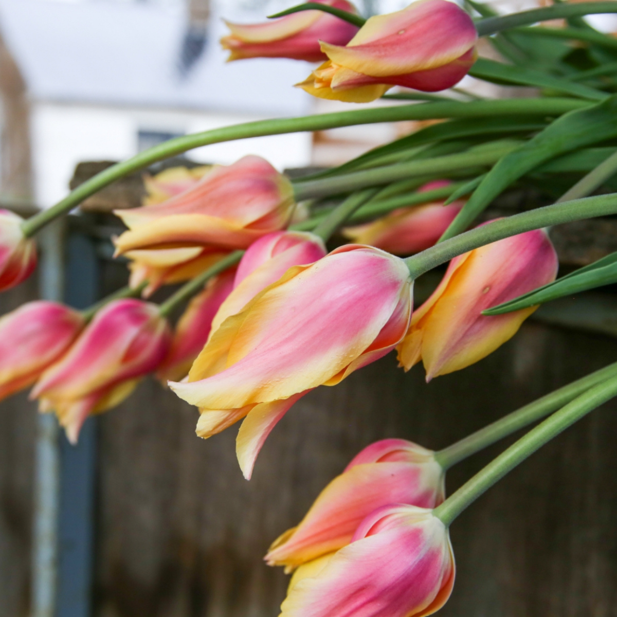 Tulipán ‘Blushing lady’ / 6db - Image 4
