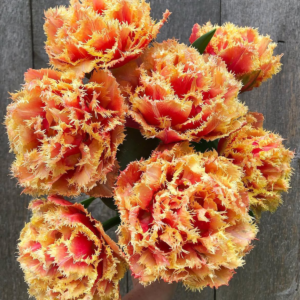 Tulipán ‘Brisbane’ / 6db
