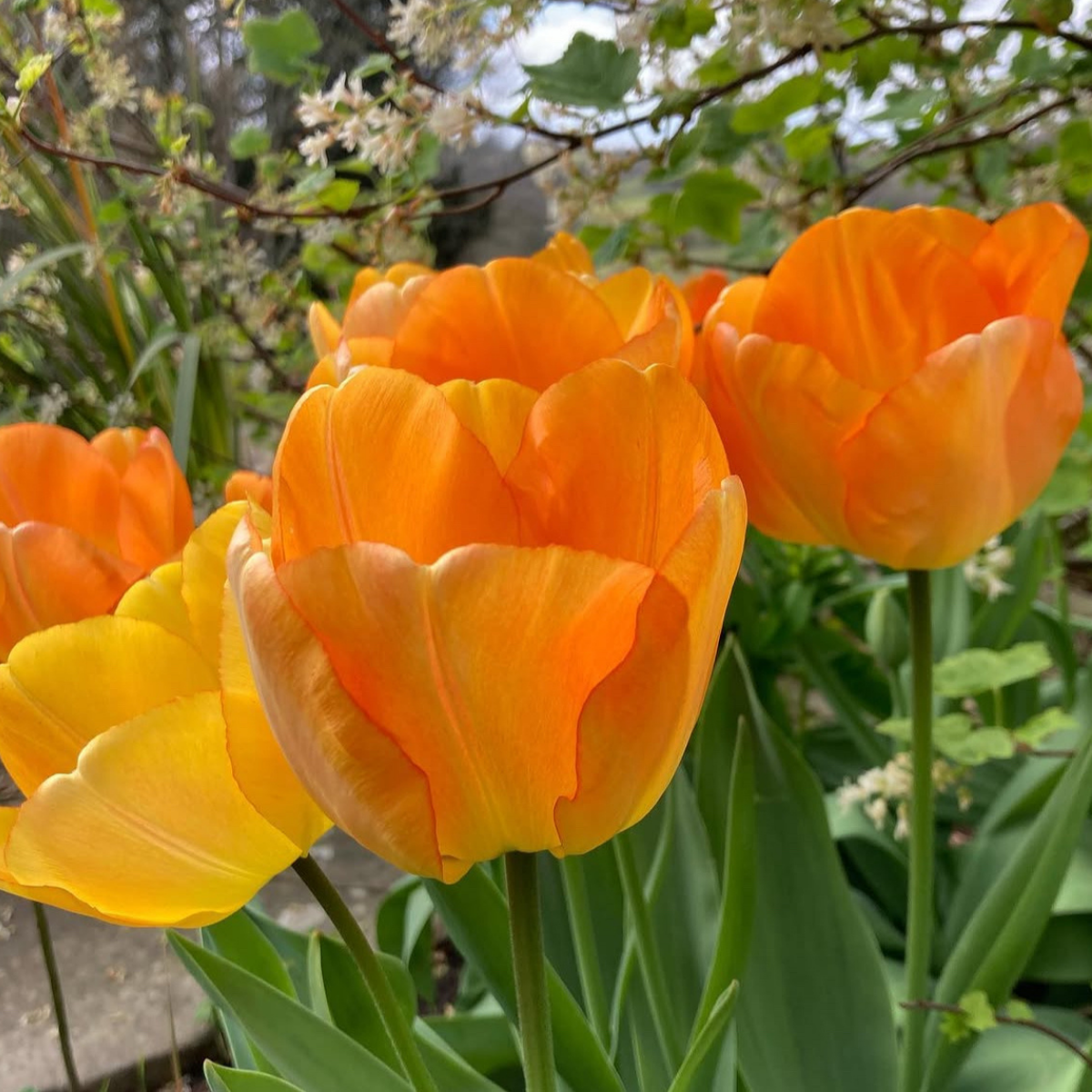 Tulipán ‘Daydream’ / 6db - Image 2