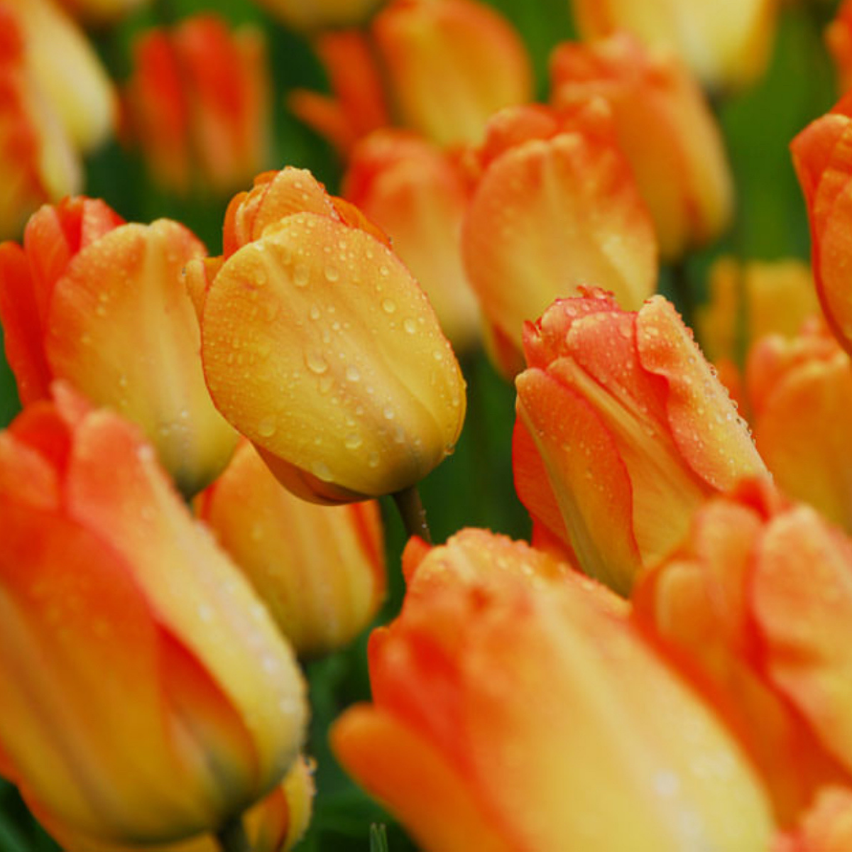 Tulipán ‘Daydream’ / 6db