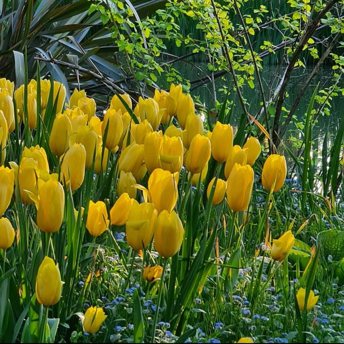 Tulipán ‘Golden Apeldoorn’ / 6db - Image 4