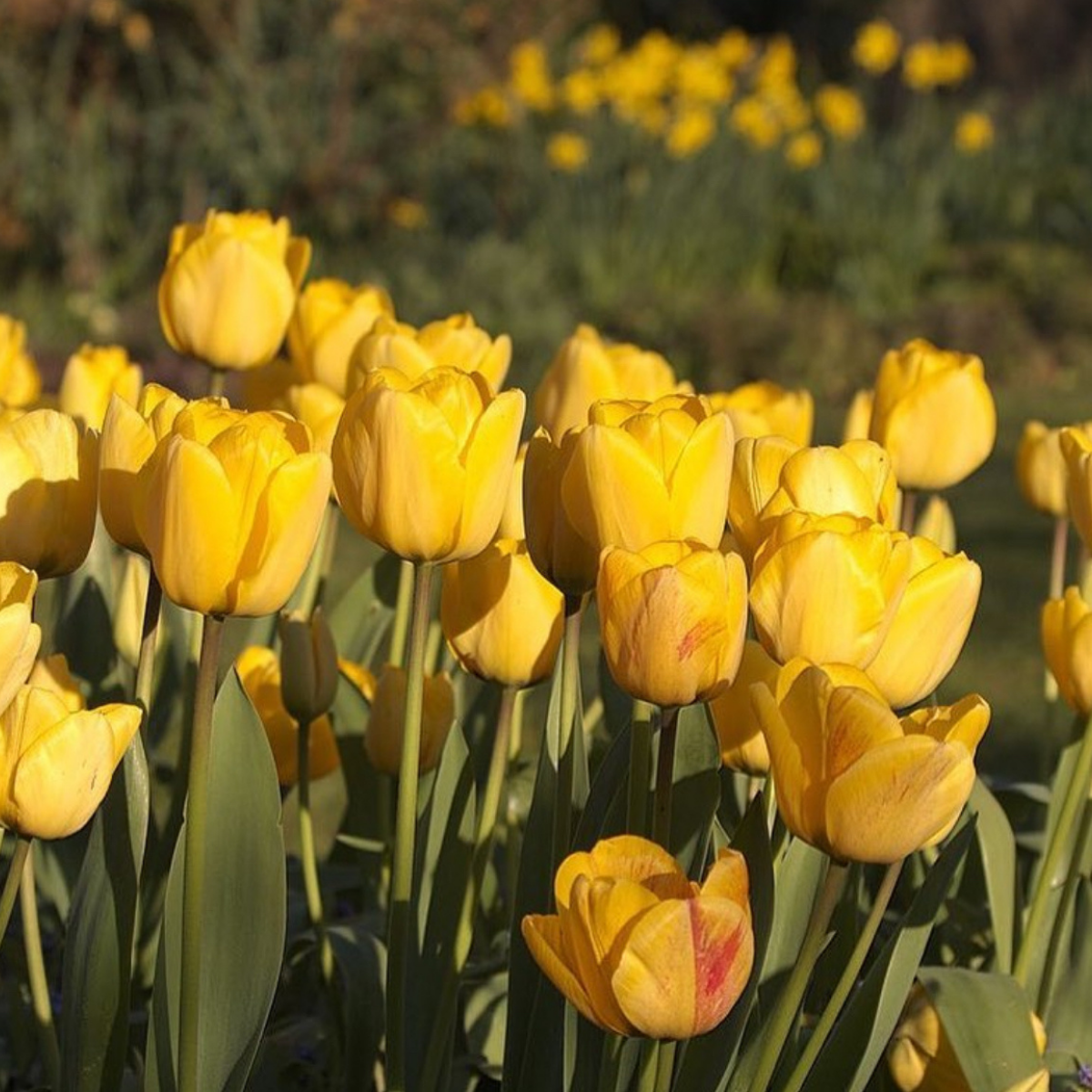 Tulipán ‘Golden Apeldoorn’ / 6db - Image 3
