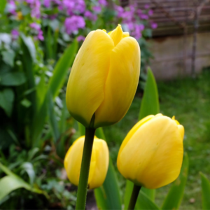 Tulipán ‘Golden Apeldoorn’ / 6db