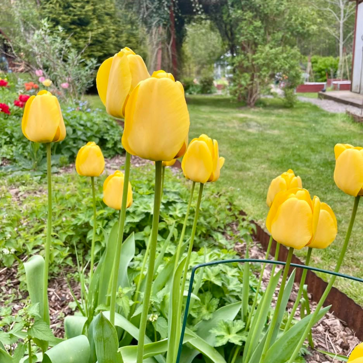 Tulipán ‘Golden Apeldoorn’ / 6db - Image 2