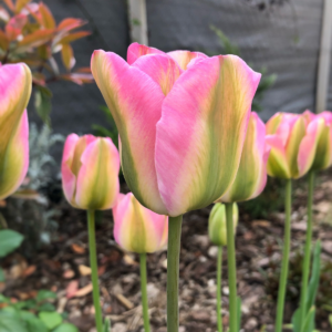Tulipán ‘Groenland’ / 6db