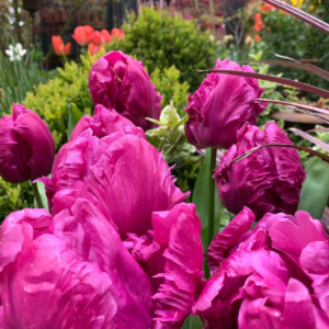 Tulipán ‘Parrot prince’ / 6db