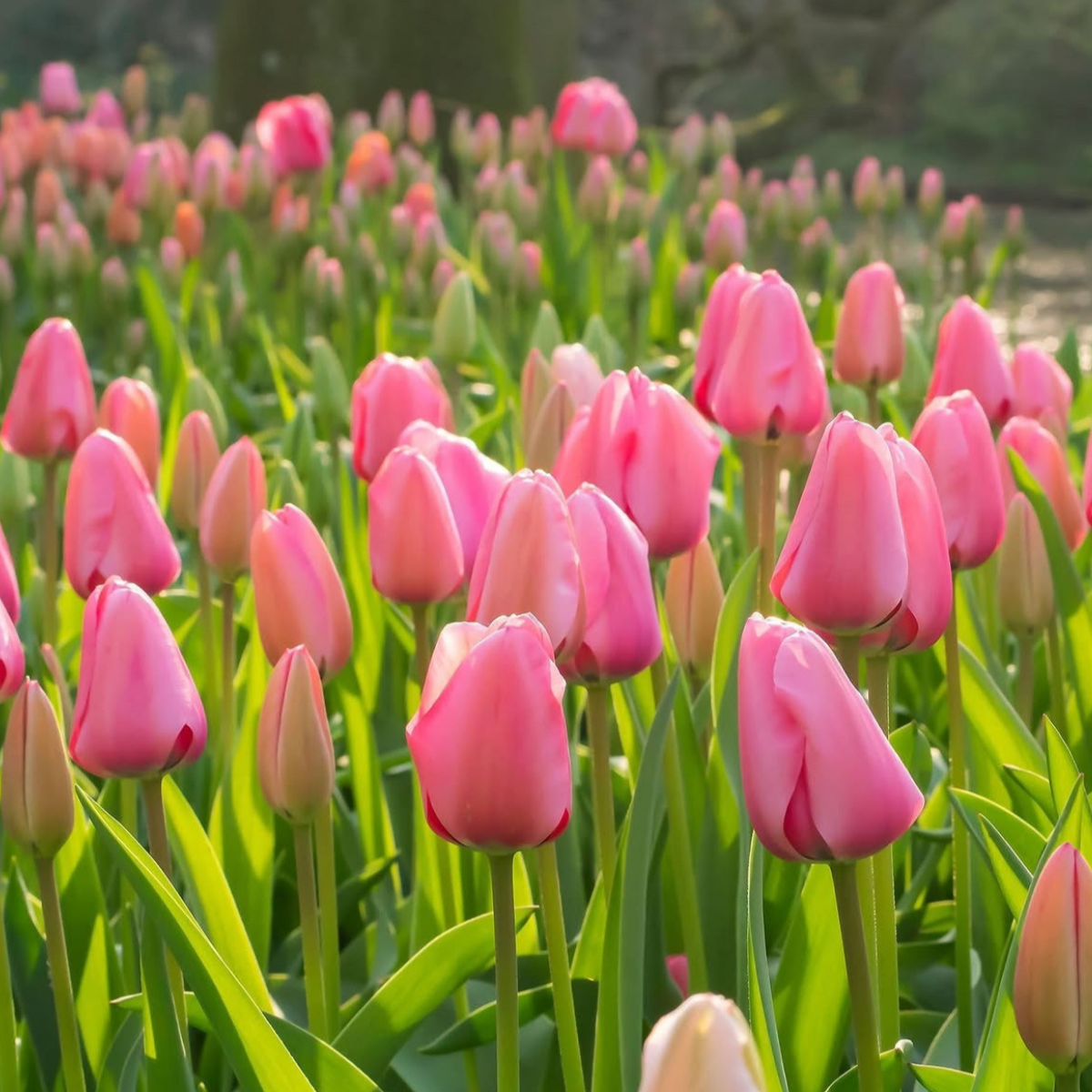 Tulipán ‘Pink impression’ / 6db - Image 4