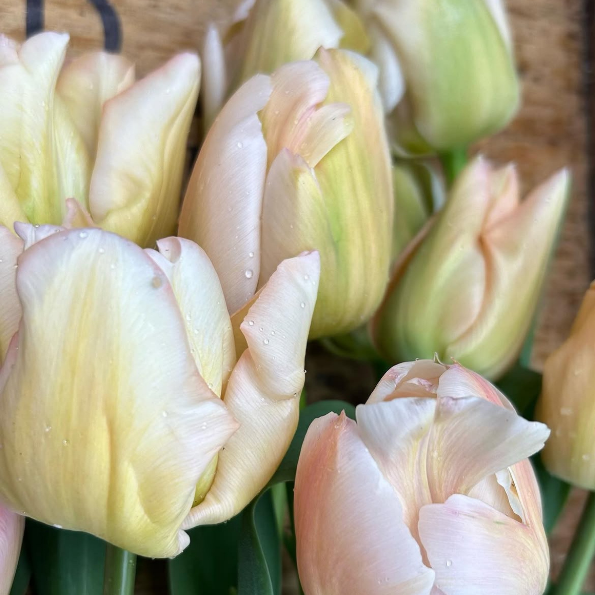 Tulipán ‘Apricot Pride’ / 6db