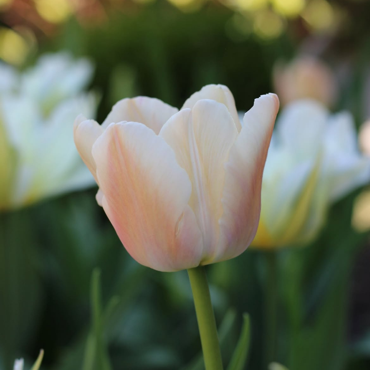 Tulipán ‘Apricot Pride’ / 6db - Image 2