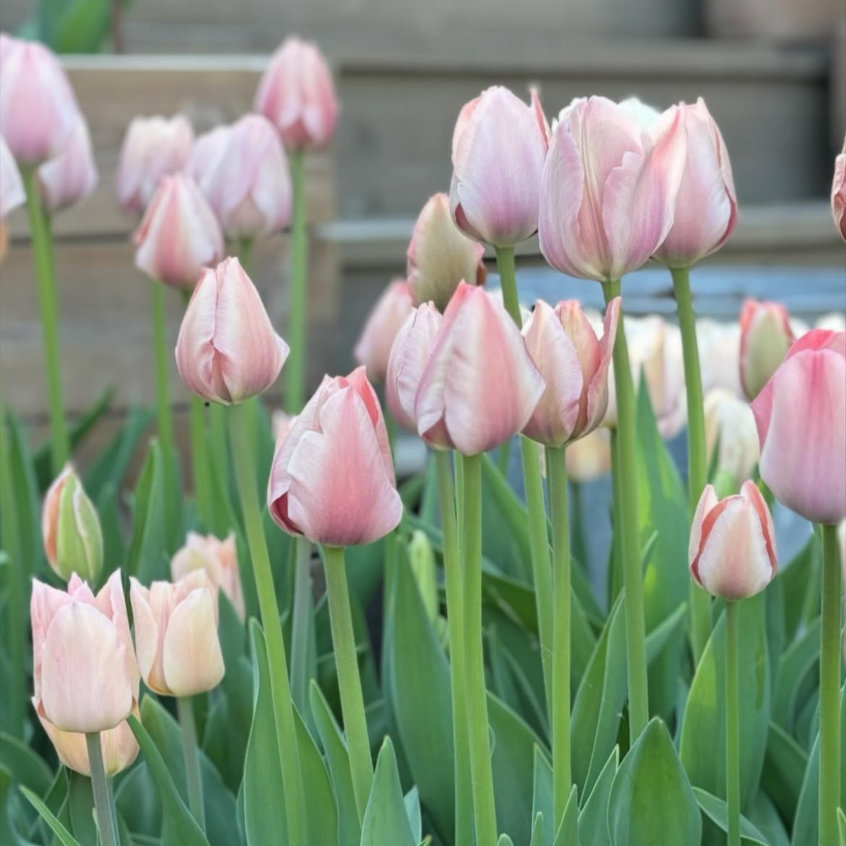 Tulipán ‘Apricot Pride’ / 6db - Image 4