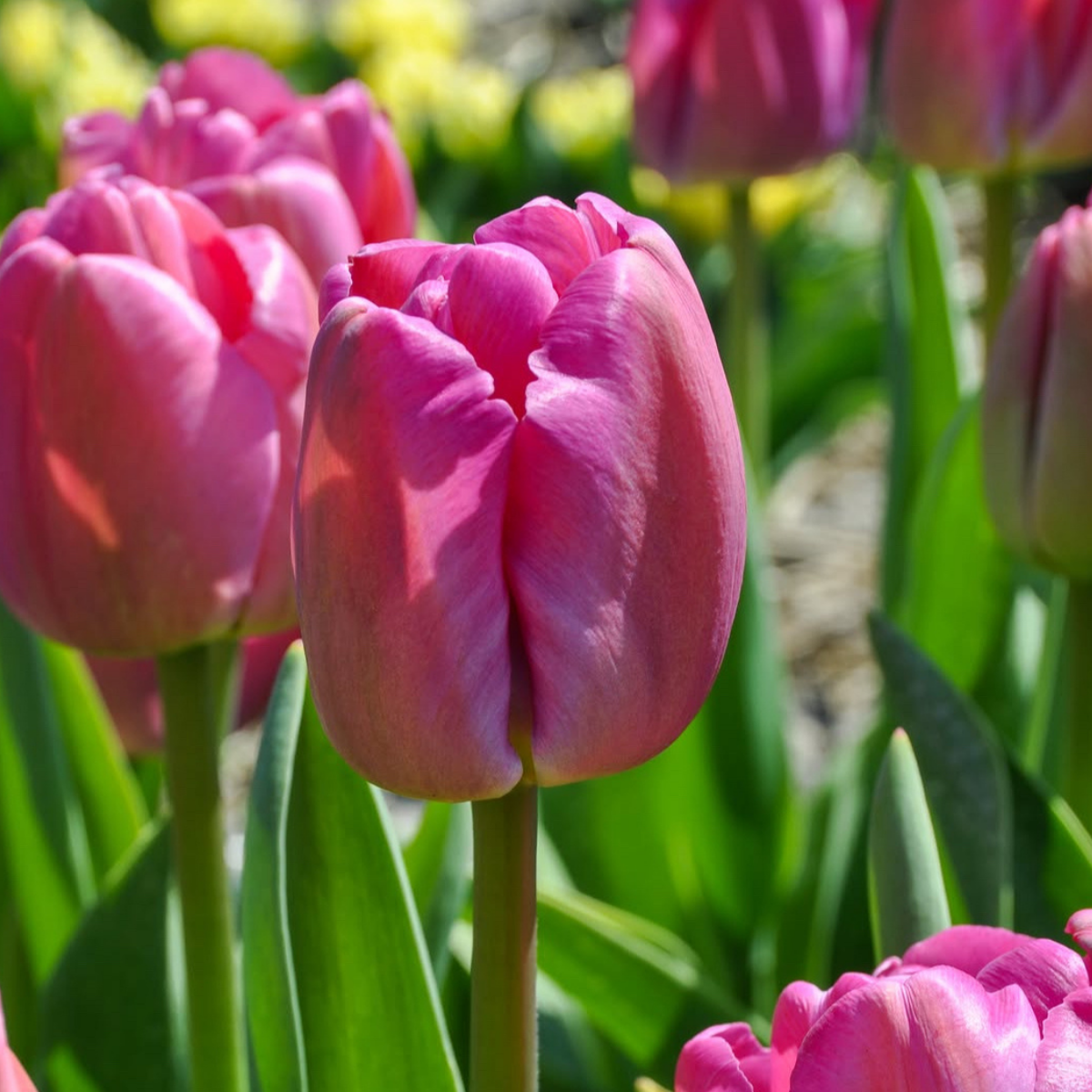 Tulipán ‘Purple Pride’ / 6db - Image 3