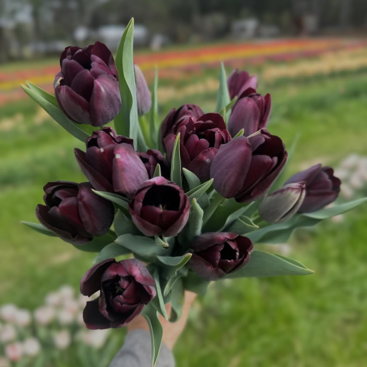 Tulipán ‘Queen of Night’ / 6db - Image 4