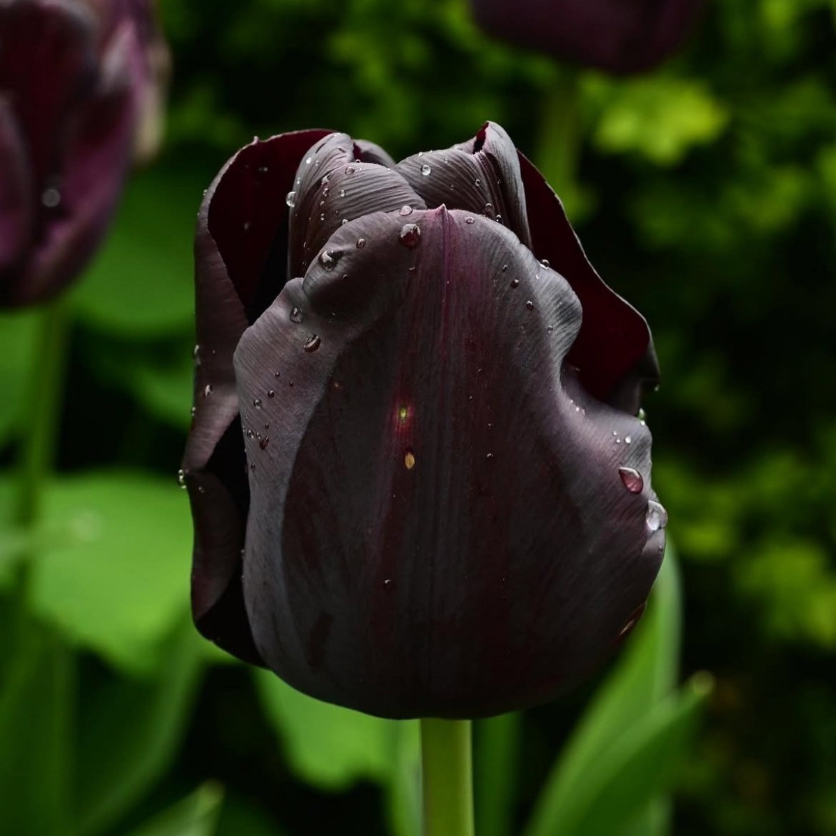 Tulipán ‘Queen of Night’ / 6db - Image 3