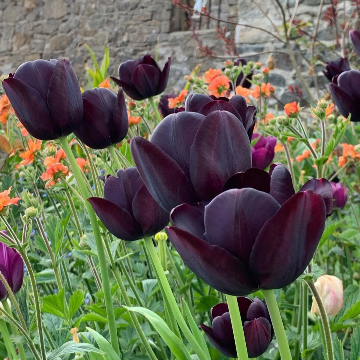 Tulipán ‘Queen of Night’ / 6db - Image 2