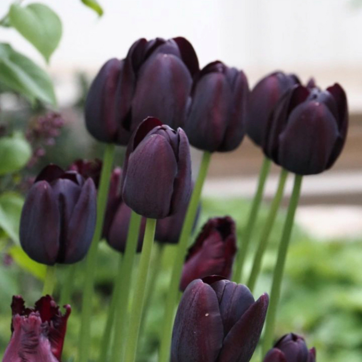 Tulipán ‘Queen of Night’ / 6db