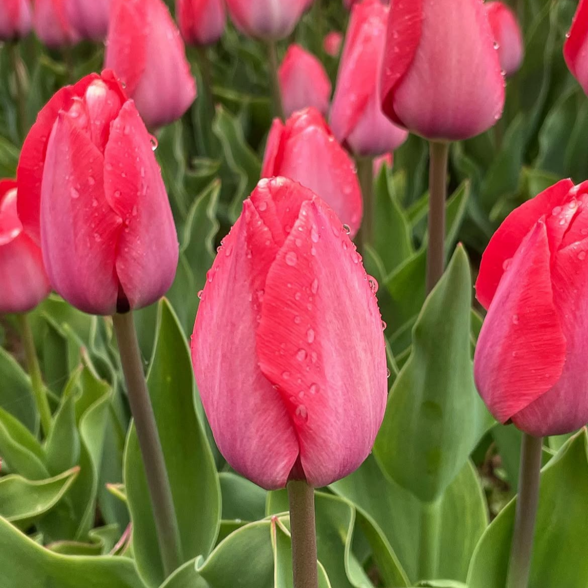 Tulipán ‘Van Eijk’ / 6db - Image 2