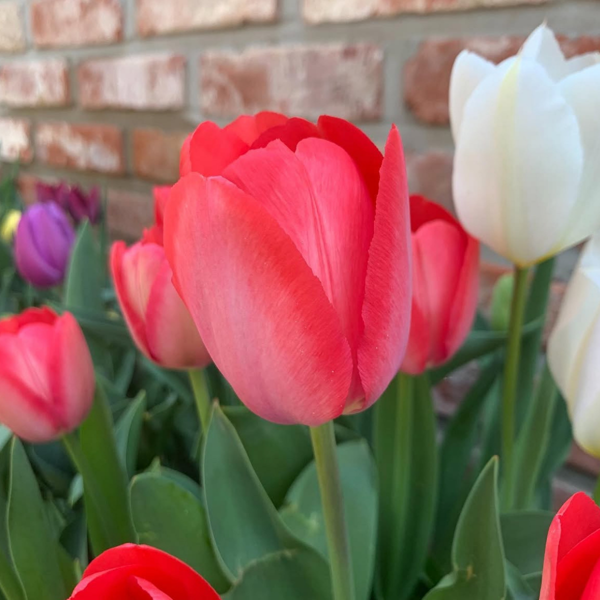 Tulipán ‘Van Eijk’ / 6db - Image 3