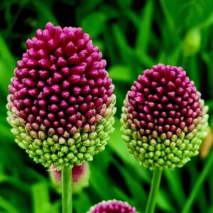 Díszhagyma – Allium ‘Sphaerocephalon’ / 10 db