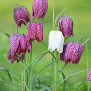 Kockásliliom ‘Fritillaria meleagris Mix’ / 10 db