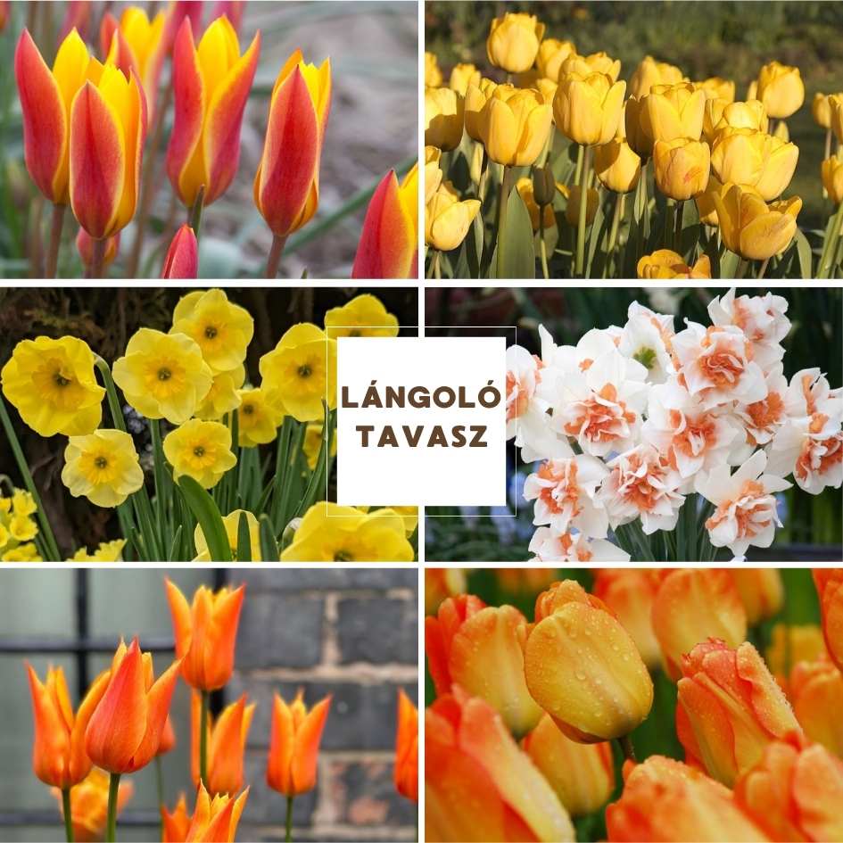Virághagyma Összeállítás - Lángoló Tavasz