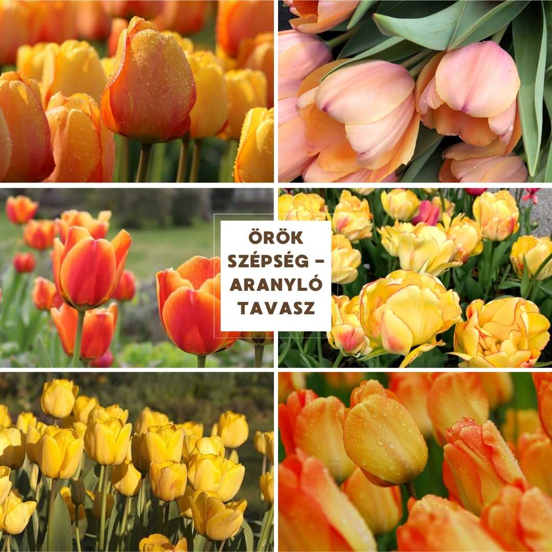 Virághagyma Összeállítás - Örök Szépség - Aranyló Tavasz