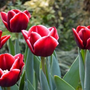 Tulipán ‘Van Eijk’ / 6db (másolat)