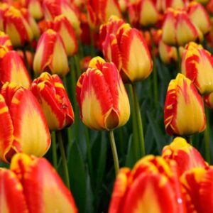 Tulipán ‘Salmon Van Eijk’ / 6db (másolat)