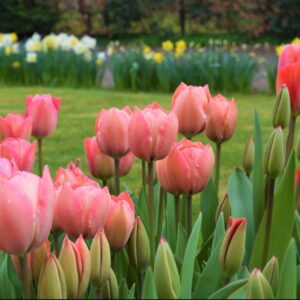 Tulipán ‘Van Eijk’ / 6db (másolat)