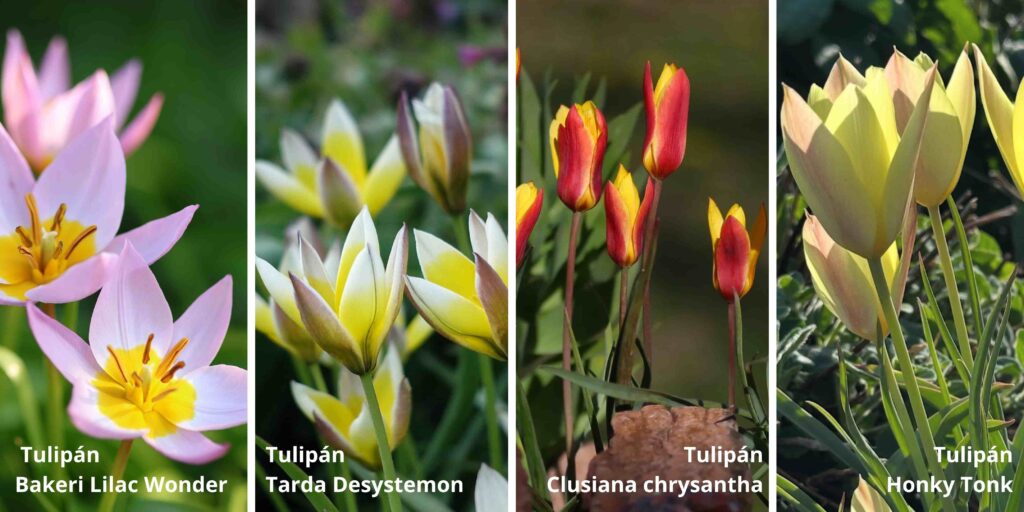 kertészlány ajánlása, botnaikai tulipánok