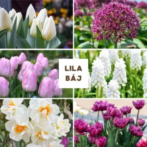 Virághagyma Összeállítás – Lila Báj